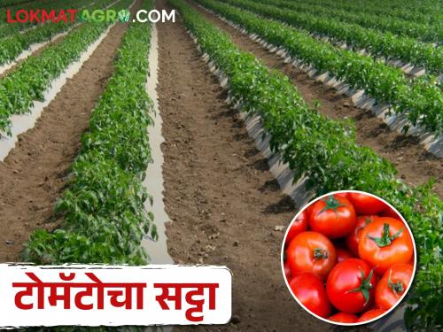 Last year the price of tomatoes hike, this year there is start early planting | गेल्या वर्षी टोमॅटोचे दर गगनाला भिडल्याने यंदा लागवडीची लगबग