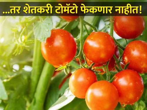 How did tomato cultivation start in Narayangaon-Junnar area? | ..अन् महाराष्ट्रातील नारायणगाव-जुन्नर परिसर बनला 'टोमॅटो हब'; कशी झाली सुरुवात?