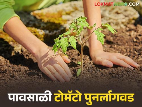 Latest News Tomato Lagvad Keep these things in mind when replanting tomatoes during monsoon season | Tomato Lagvad : पावसाळ्यामध्ये टोमॅटोची पुनर्लागवड करताना 'या' गोष्टी लक्षात ठेवा!