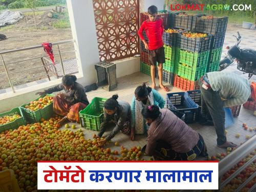 Tomato Bazaar Bhav : Tomatoes are getting the highest price in this market committee of solapur district | Tomato Bajar Bhav : सोलापूर जिल्ह्यातील 'या' बाजार समितीत टोमॅटोला मिळतोय सर्वाधिक भाव