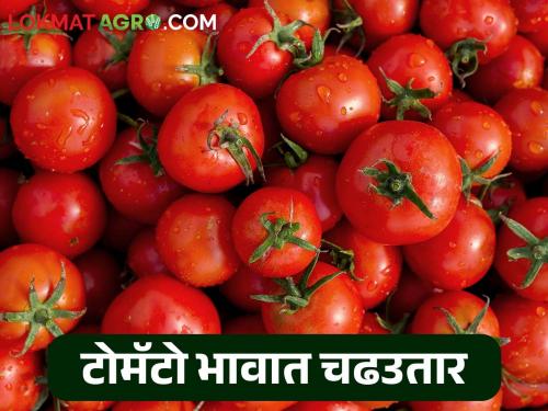 Tomato Bajar Bhav : Fluctuations in tomato market prices, low arrivals; How will the prices stay? | Tomato Bajar Bhav : टोमॅटोच्या बाजारभावात चढउतार, आवक होतेय कमी; कसे राहतील दर?