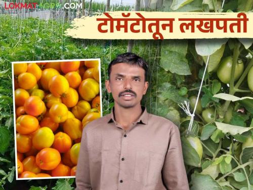 Young Farmer Success Story: Ranjith earned 15 lakhs in the tomato crop with a record yield of 39 tones per acre | Young Farmer Success Story: टोमॅटो पिकामध्ये एकरी ३९ टनाचे विक्रमी उत्पादन घेत रणजितने कमविले तब्बल १५ लाख