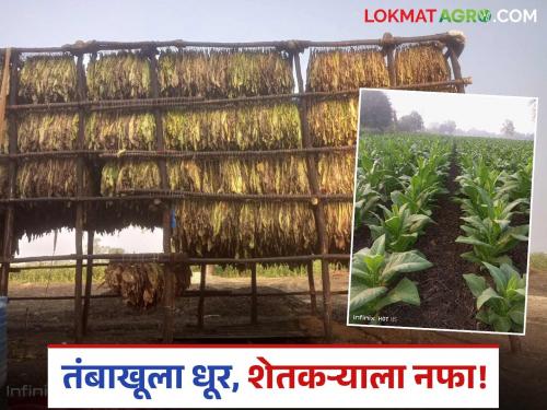 latest news Tobacco Farming: Employment for women, profit for farmers; Read the struggle journey of tobacco cultivation in detail | Tobacco Farming : महिलांना रोजगार, शेतकऱ्यांना नफा; तंबाखू लागवडीचा संघर्षमय प्रवास वाचा सविस्तर