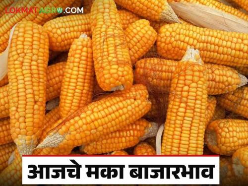 Maize Market: What is the situation in Maize market today; Read today's market prices | Maize Market : मका बाजारात आज काय स्थिती; वाचा आजचे बाजारभाव