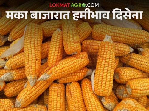 Maize Market: Guaranteed prices were not seen in Maize market; Read today's maize market prices | Maize Market : मका बाजारात हमीभाव दिसेना; वाचा आजचे मका बाजारभाव