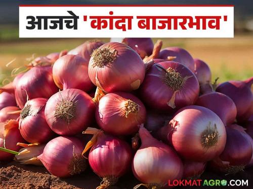 Onion Market Rate: What is the price of onion in the state? Read today's onion market price | Onion Market Rate : राज्यात कांद्याला काय मिळतोय दर? वाचा आजचे कांदा बाजारभाव