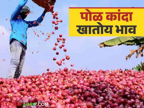 Onion Market Rate: Inward rate of red onion is also low; Read today's onion market price | Onion Market Rate : लाल कांद्याची आवक अध्यापही कमीच; वाचा आजचे कांदा बाजारभाव