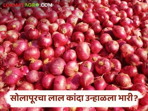 Onion Market Rate: red from Solapur while Pimpalgaon Baswant has the highest arrival of summer onion; Read what rates are available | Onion Market Rate : सोलापुरातून लाल तर पिंपळगाव बसवंतला उन्हाळ कांद्याची सर्वाधिक आवक; वाचा काय मिळतोय दर