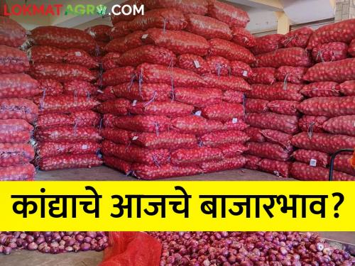 Latest News Market Yard Onion prices continue to fall, what is today's onion market price | कांदा दरात घसरण कायम, आजचे कांदा बाजारभाव काय?