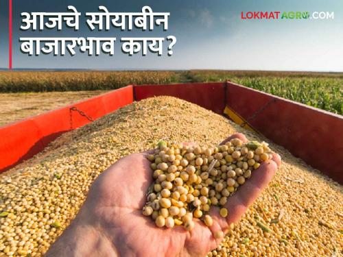 Soybean Bajar Bhav : Highest arrival of soybeans in Varora-Khambad market; Read the price in detail | Soybean Bajar Bhav : वरोरा-खांबाडा बाजारात सोयाबीनची सर्वाधिक आवक; काय भाव मिळाला ते वाचा सविस्तर