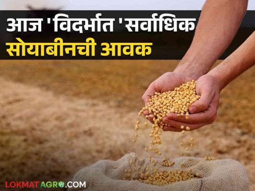 Soybean Market Soybean Inflows Increase, Prices Steady; Read what is today's soybean prices | Soybean Market बाजारातील सोयाबीनची आवक वाढती, दर मात्र स्थिर; वाचा काय आहे आजचे सोयाबीन दर