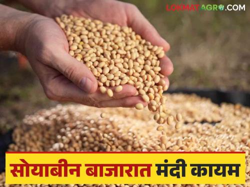 Soybean Market Rate: Soybean sales in the market slowed down; Read today's soybean market prices | Soybean Market Rate : बाजारात सोयाबीनची आवक मंदावली; वाचा आजचे सोयाबीन बाजारभाव