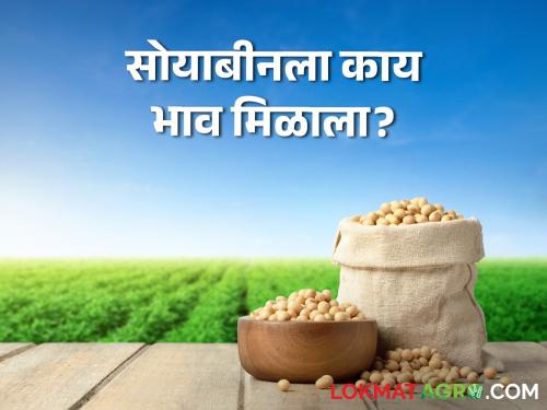 Latest News Todays Soyabean bajarbhav in amravati, amlaner market yard check here | Soyabean Bajarbhav :अमरावती, अमळनेर, गेवराई बाजारात सोयाबीनला काय भाव मिळाला? वाचा आजचे बाजारभाव