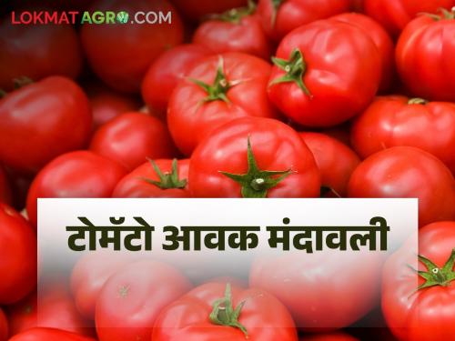 Tomato Market: Tomato arrivals slow; But the rates were the same | Tomato Market : टोमॅटो आवक मंदावली; दर मात्र जैसे थे