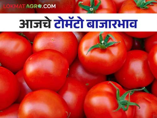 Tomato Market: Highest tomato arrival in Pune in the state today; Read today's market prices | Tomato Market : राज्यात पुणे येथे आज सर्वाधिक टोमॅटो आवक; वाचा आजचे बाजारभाव