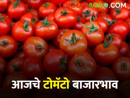 Tomato Market Total arrival of 3338 quintal tomatoes in the state today; Read what you got | Tomato Market आज राज्यात एकूण ३३३८ क्विंटल टोमॅटोची आवक; वाचा काय मिळाला दर