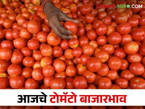 Tomato Market What is the price of tomatoes in the state; Read today's tomato market prices | Tomato Market राज्यात काय मिळतोय टोमॅटोला दर; वाचा आजचे टोमॅटो बाजारभाव