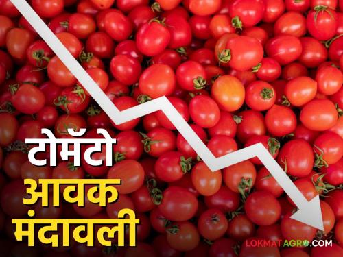 Tomato Market Price Today Tomato arrivals in the state slowed down; Read what is getting tomato rate | Tomato Market Price Today राज्यातील टोमॅटो आवक मंदावली; वाचा काय मिळतोय टोमॅटोला दर