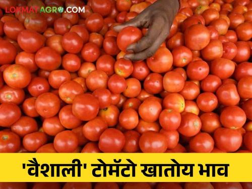 Tomato Market Vaishali is eating tomatoes, prices in the market; Know today's tomato rates | Tomato Market वैशाली टोमॅटो खातोय बाजारात भाव; जाणून घ्या आजचे टोमॅटो दर