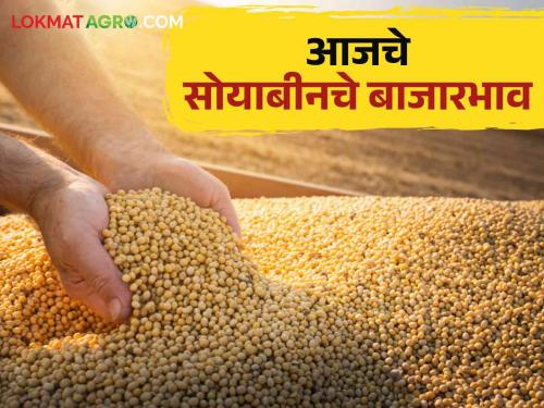 Soybean Market Update: Read in detail which market saw the highest 'Arrival' of soybeans today | Soybean Market Update : आज कोणत्या बाजारात सोयाबीनची 'आवक' सर्वाधिक झाली ते वाचा सविस्तर