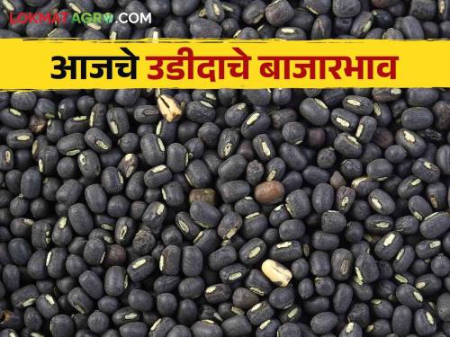 Urad Market Update : | Urad Market Update : काळ्या उडीदाची सर्वाधिक आवक लातूर बाजारात; काय मिळाला भाव वाचा सविस्तर