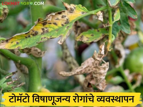 Latest news Tomato Farming How to control effects of mixed climate on tomatoes, viral diseases | Tomato Farming : टोमॅटोवर मिश्र वातावरणाचा परिणाम, विषाणूजन्य रोगांचा बंदोबस्त कसा कराल? 