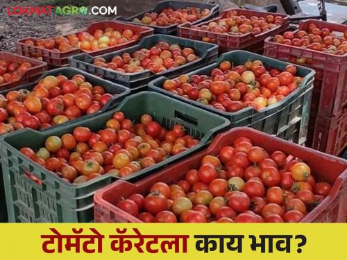 Tomato Bajarbhav Even in Diwali tomato market down, see todays pimpalgaon market | Tomato Bajarbhav : दिवाळीतही टोमॅटोची लाली उतरलेलीच, वाचा कॅरेटला काय भाव मिळाला?