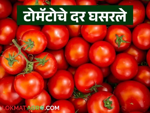 Latest News Tomato market Current price down 16 percent compared to last week | Tomato Market : टोमॅटो बाजारात 16 टक्क्यांनी घट, काय दर मिळतोय, वाचा सविस्तर 