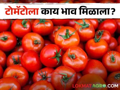 Latest news Tomato Market Tomato price is Rs 15 per kg, read today's market price  | Tomato Market : टोमॅटोला किलोमागे किती रुपयांचा दर? वाचा आजचे सविस्तर बाजारभाव 