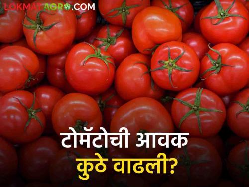 Latest News todays Tomato Market Price in pune, mumbai market yard check here |  Tomato Market : कुठल्या टोमॅटोला सर्वाधिक भाव मिळतोय? जाणून घ्या सविस्तर बाजारभाव 