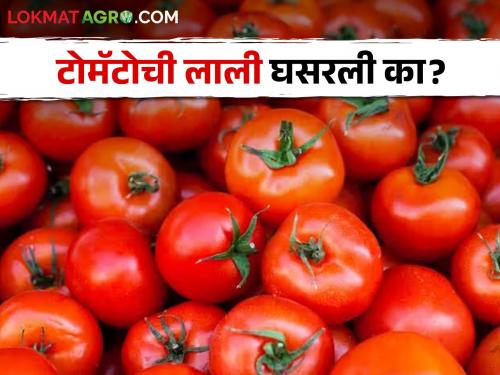 latest News Todays Local tomato market price in market yard, read in detail  | Tomato Market : लोकल टोमॅटो सर्वाधिक दर, आज कुठे-काय दर मिळाला, वाचा सविस्तर 