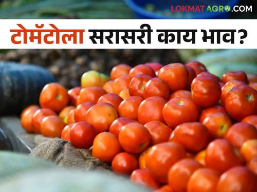 Latest News Tomato Market price Pune, Solapur, Mumbai market yard check here details | Tomato Market : पुणे, सोलापूर, मुंबई बाजारात टोमॅटोला काय भाव मिळतोय? वाचा आजचे बाजारभाव? 