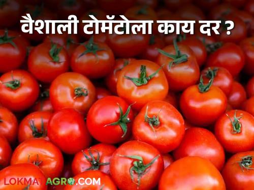 Latest News Todays Tomato market price in pune, nashik, jalgaon marke yard check here tomato bajarbhav | Tomato Market : भुसावळ बाजार समितीत टोमॅटो खातोय भाव, वाचा आजचे बाजारभाव