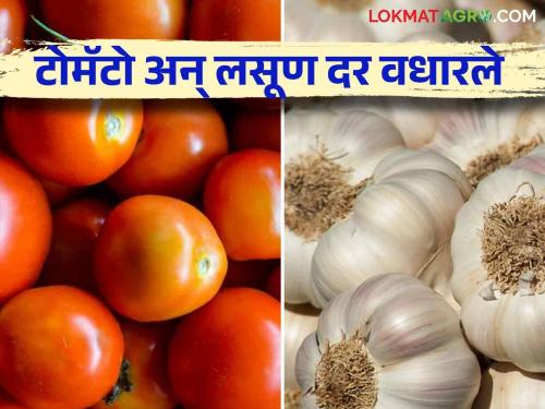 Vegetable Market Update: If the redness of tomato increases, the impression of garlic also remains | Vegetable Market Update : टोमॅटोची लाली वाढली तर लसणाचा ठसकाही कायम