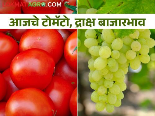 Latest News Todays Tomato and grapes market price in maharashtra | टोमॅटो आणि द्राक्षाला काय बाजारभाव मिळाला? जाणून घ्या आजचे बाजारभाव 