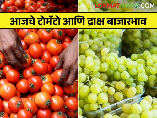 Latest News 07 Feb 2024 Todays tomato and grape market prices in maharashtra | टोमॅटो आणि द्राक्ष बाजारभाव कसे? जाणून आजचे सविस्तर बाजारभाव 