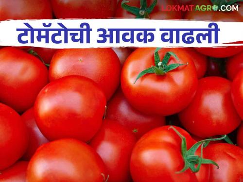 Latest news Tomato Market Pimpalgaon Baswant market received two lakh carats tomatoes, see market price | Tomato Market : पिंपळगाव बसवंत बाजारात टोमॅटोची पावणेदोन लाख कॅरेटची आवक, काय भाव मिळाला? 