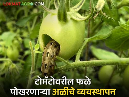 Latest News Tomato Crop Management How do you control a pest that damages 70 percent of tomato crops? | टोमॅटो पिकाचे 70 टक्के नुकसान करणाऱ्या किडीवर नियंत्रण कसे मिळवाल?