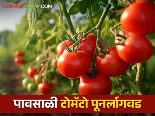 Latest news How to manage replanting of monsoon tomatoes? Know in detail  | Tomato Crop : पावसाळी टोमॅटोचे पुनर्लागवड व्यवस्थापन कसे कराल? जाणून घ्या सविस्तर 