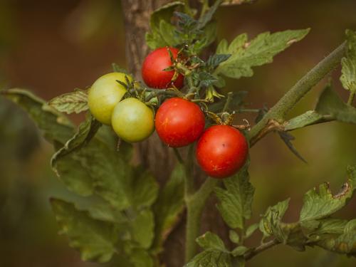 Tomato cultivation in Dindori taluka is speeding up due to attractive market price | बाजारभावाच्या आकर्षणामुळे दिंडोरी तालुक्यात टोमॅटो लागवडीला वेग