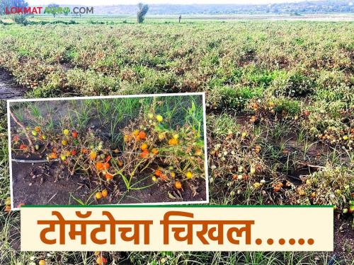 latest news Tomato Damage: Dreams shattered by unseasonal rains; Tomato growers suffer losses worth lakhs of rupees Read in detail | Tomato Damage : अवकाळी पावसाने स्वप्नांची राख; टोमॅटो उत्पादकांचे लाखो रुपयांचे नुकसान वाचा सविस्तर