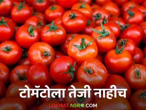 Latest News Tomato bajarbhav tomato market price in Pune, Solapur market Read in detail | Tomato Market : पुणे, सोलापूर बाजारात टोमॅटोला काय भाव मिळाला? वाचा सविस्तर