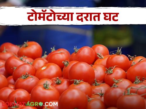 Latest News Tomato Market 35 percent drop in tomato price in Pimpalgaon market know in detail  | Tomato Market : पिंपळगावला टोमॅटो दरात 35 टक्क्यांची घसरण, जाणून घ्या सविस्तर 