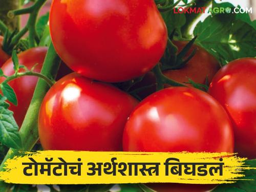 The calculation of production cost and market price does not match | टोमॅटो जनावरांपुढे; उत्पादन खर्च अन् बाजारभावाचे गणित जुळेना