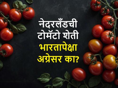 How tomato farming in the Netherlands advanced despite the unfavourable climate compared to India? | भारताच्या तुलनेत प्रतिकूल हवामान असूनही नेदरलँडची टोमॅटो शेती पुढारलेली कशी?