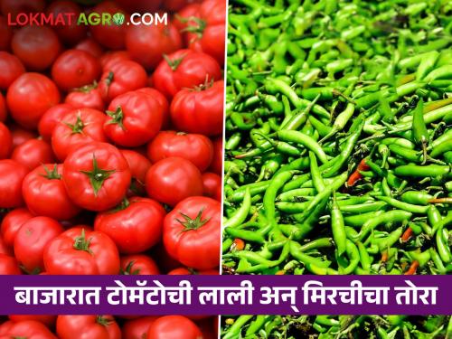 Tomatoes and other vegetables are likely to remain expensive for the next few days; | आगामी काही दिवस टोमॅटो मिरचीसह इतर भाज्या महागच राहण्याची शक्यता; कृषी तज्ञ