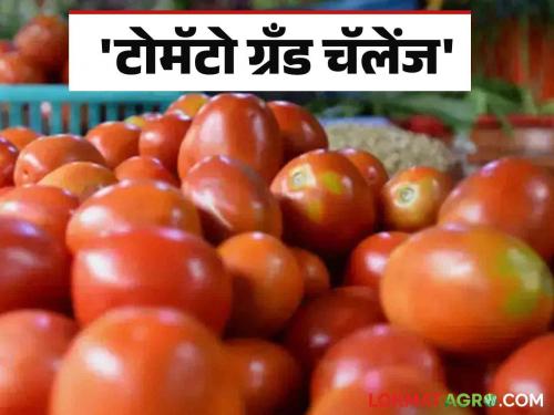 Latest News agriculture News central government's innovation 'Tomato Grand Challenge Know in detail  | Tomato Grand Challenge : केंद्र सरकारचा ‘टोमॅटो ग्रँड चॅलेंज' उपक्रम काय आहे? जाणून घ्या सविस्तर