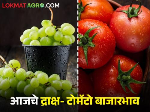 Latest News Todays Grape and tomato market price in maharashtra bajar samiti | द्राक्षांसह टोमॅटोचा बाजारभाव घसरला, आज कुठल्या बाजार समितीत काय बाजारभाव मिळाला? 