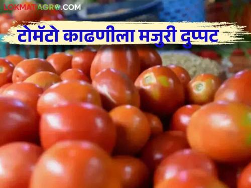 Latest News Tomato Harvesting Harvesting rates double price of tomato carrots, read more  | Tomato Harvesting : टोमॅटो कॅरेटला मिळणाऱ्या भावापेक्षा काढणीची मजुरी दुप्पट, वाचा सविस्तर 