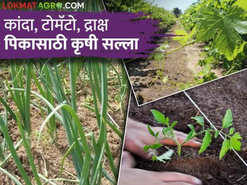 Latest News Crop Management Agricultural advice for onion, tomato, grape crop, know in detail  | Crop Management : कांदा, टोमॅटो, द्राक्ष पिकासाठी कृषी सल्ला, जाणून घ्या सविस्तर 